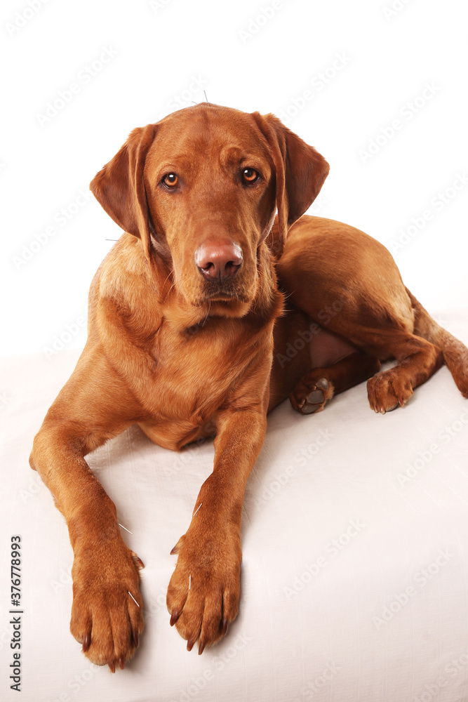 portrait of a golden retriever