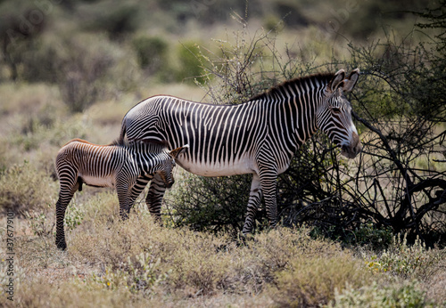 Mother and young foal grazing in Kenya.