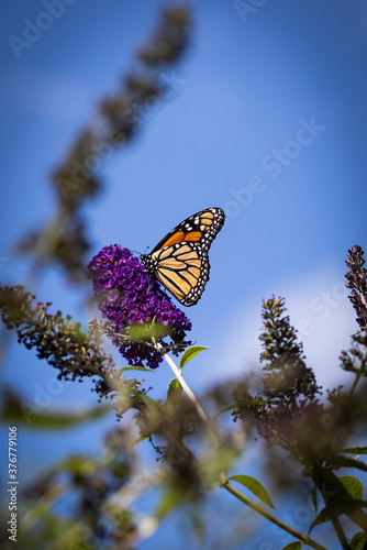 Monarch butterfly on purple flower with blue sky