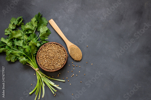 coriander seeds and powder in wooden spoon with fresh cilantro leaves on rustic table, ( coriandrum sativum )