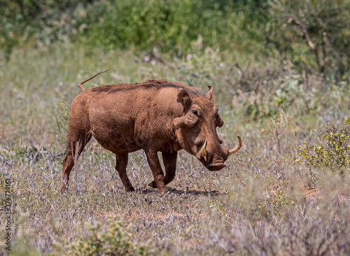 Old warthog walks through dry grass looking for something green to eat