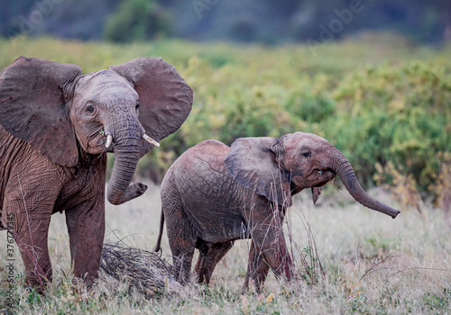 Pair of elephnts repond to danger in Kenya