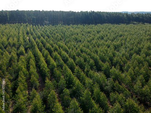 Aerial view of a young Eucalyptus plantation in Brazil