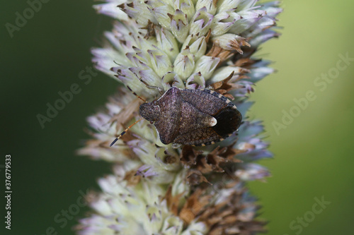 Vernal Shieldbug (Peribalus strictus), family Pentatomidae on anise hyssop (Agastache foeniculum), family Lamiaceae. Netherlands, June photo