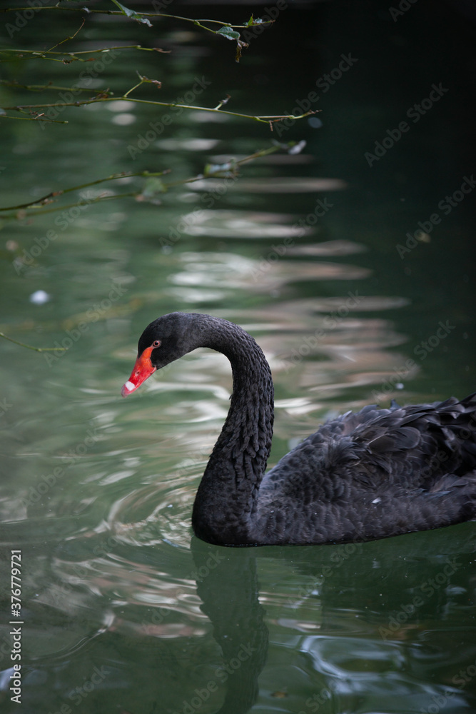 Fototapeta premium black swan on the water