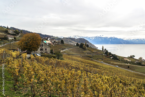 Village of Grandvaux and Lavaux vineyard terraces near Lake Geneva (Lac Leman), UNESCO World Heritage. Canton of Vaud, around Lausanne, Switzerland.  photo