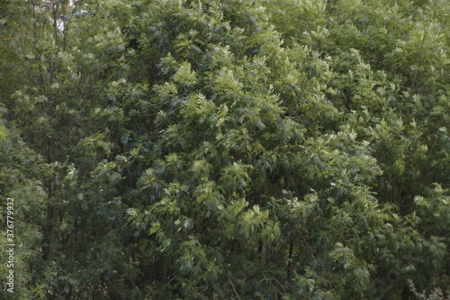 Vegetation in an urban park