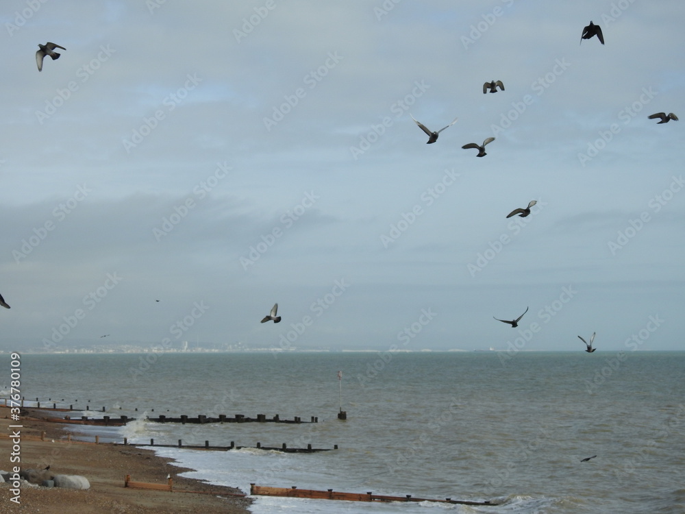 A group of birds fly by the sea and the beach near the city