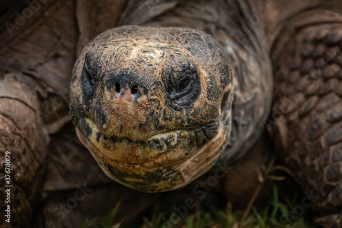 Galapagos turtle (Chelonoidis nigra)
