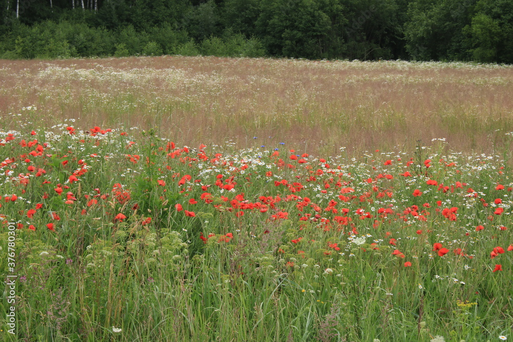 Many species of wildflowers grow in open fields and on the side of rural roads