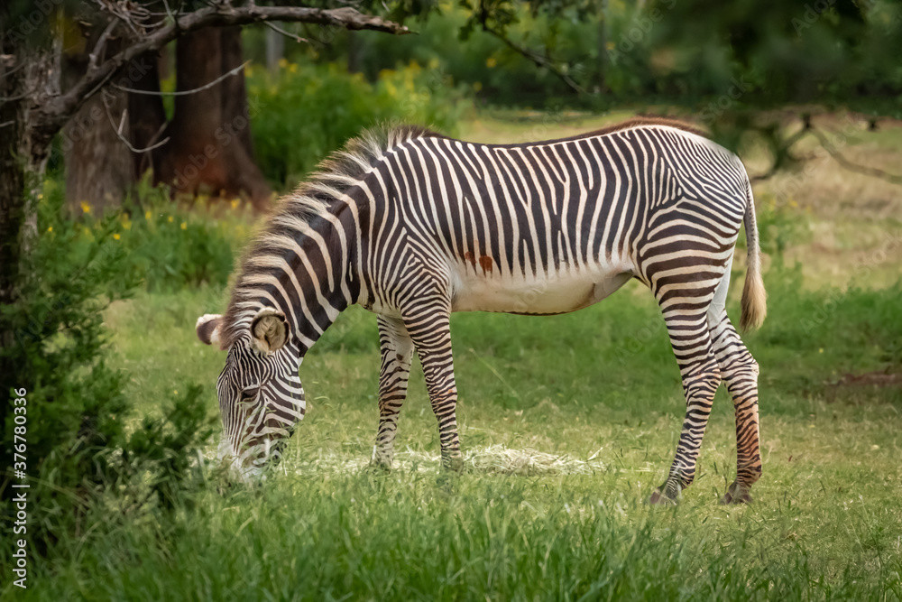 Grevy's Zebra (Equus grevyi) grazing in it's enclosure in a zoo Grevy's Zebra (Equus grevyi) grazing in it's enclosure in a zoo