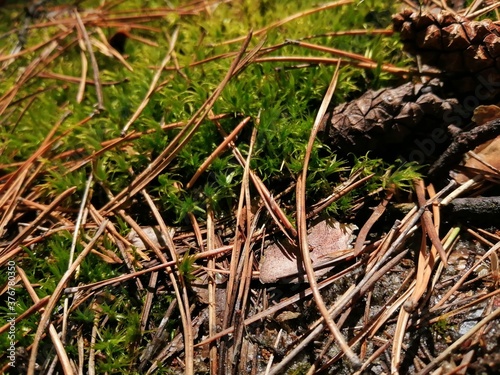 moss on the ground