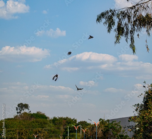 Uma sequencia de 4 fotos com a decolagem de um pássaro de cima de uma árvore. photo