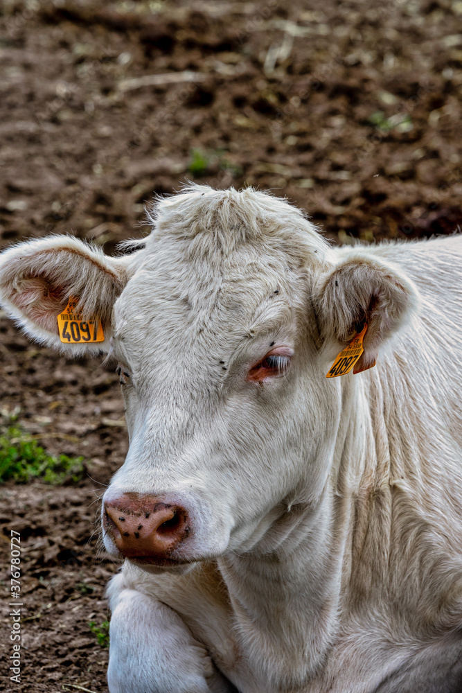A cow in the countryside, Portrait A cow in the countryside, Portrait