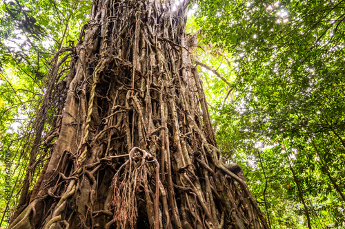 Low angle view of a huge Australian strangler fig tree photo