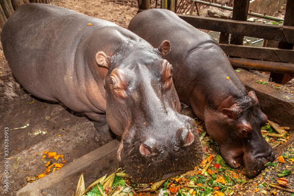 hippos eat their food in the confined space of a zoo hippos eat their food in the confined space of a zoo