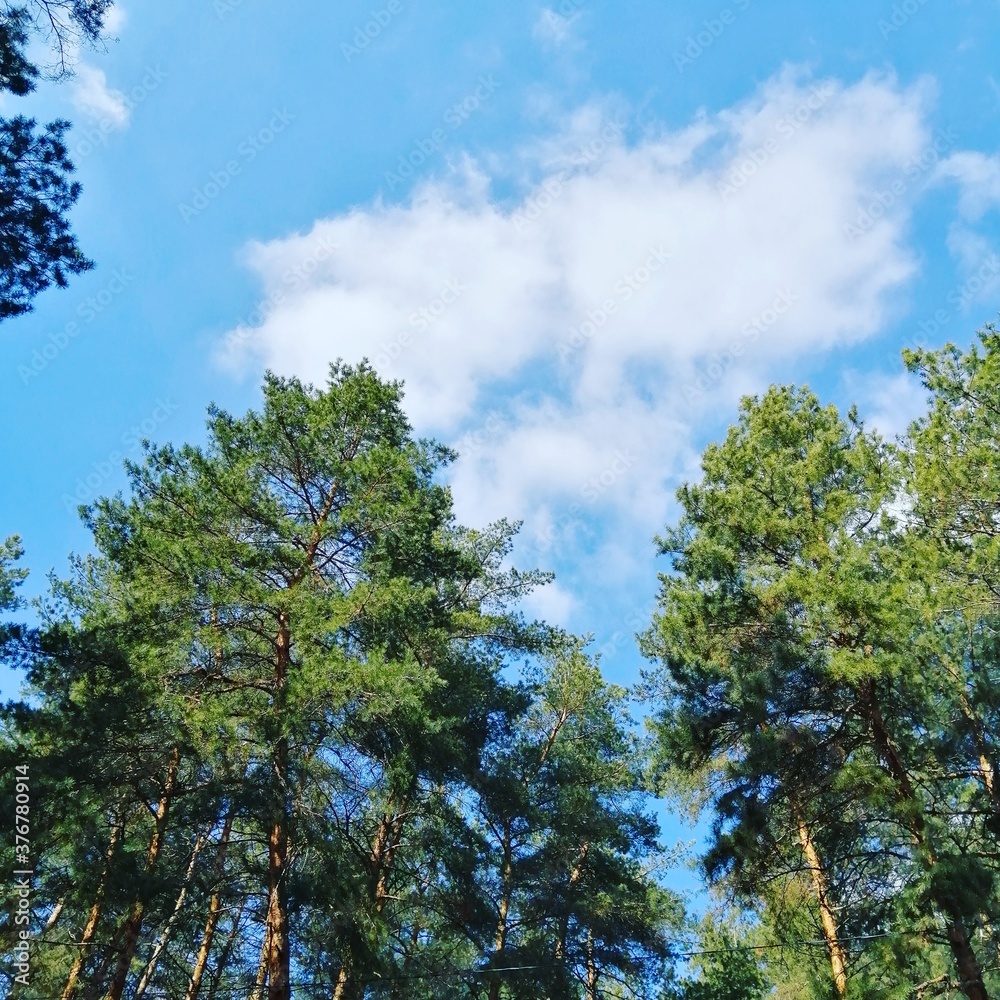 trees and sky trees and sky