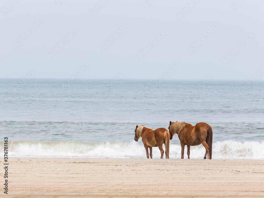 Spanish Mustang standing by sea on beach Spanish Mustang standing by sea on beach