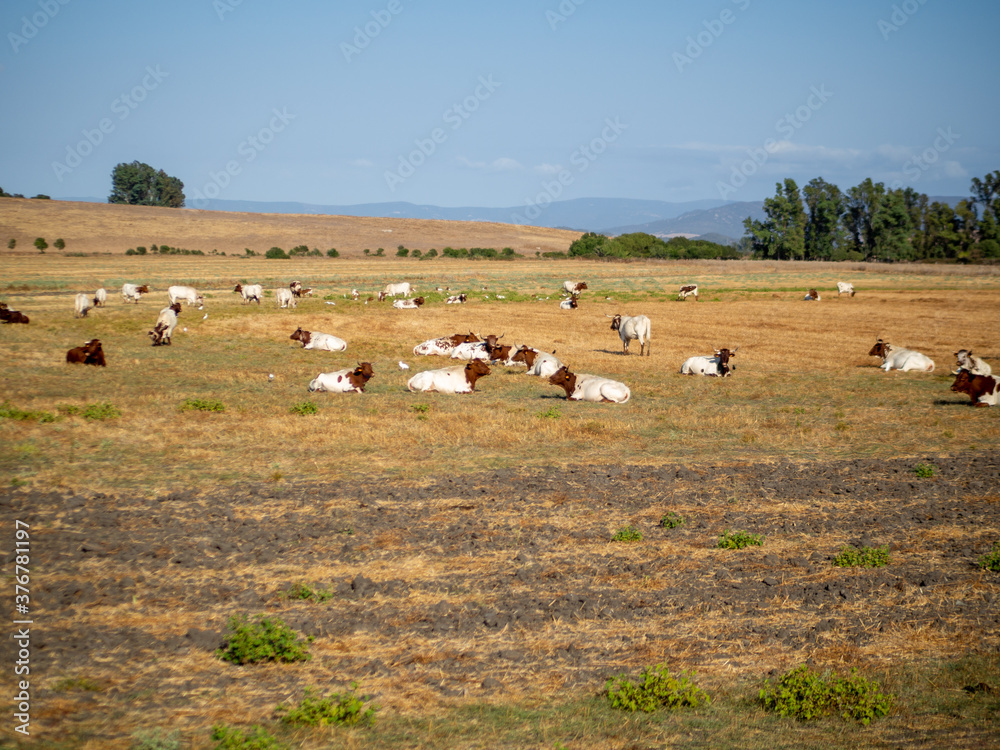 Vacas y toros en libertad pastando en una pradera Vacas y toros en libertad pastando en una pradera