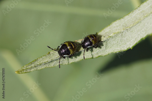 Nymphs of a Green shield bug (Palomena prasina), family Pentatomidae on a plant. Netherlands, June