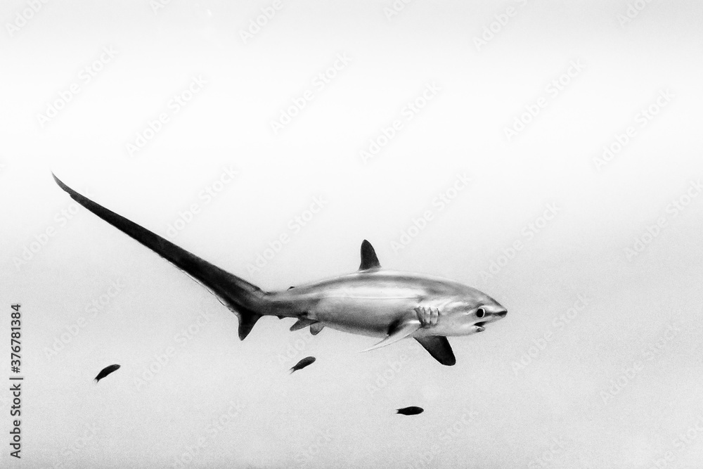 Thresher shark swimming undersea Stock Photo | Adobe Stock