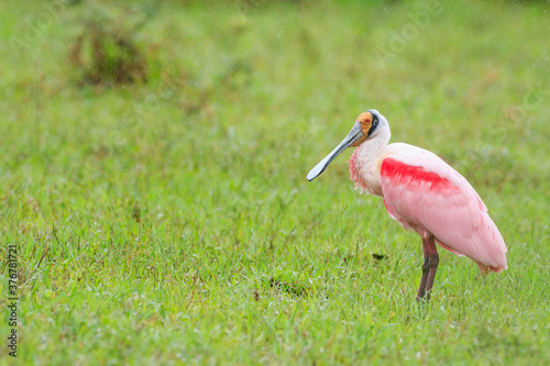Roseate spoonbill standing on grass