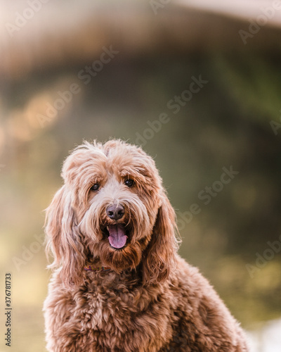 Wallpaper Mural Portrait of Goldendoodle dog Torontodigital.ca