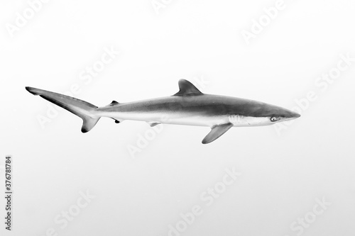 Side view of silky shark swimming underwater photo