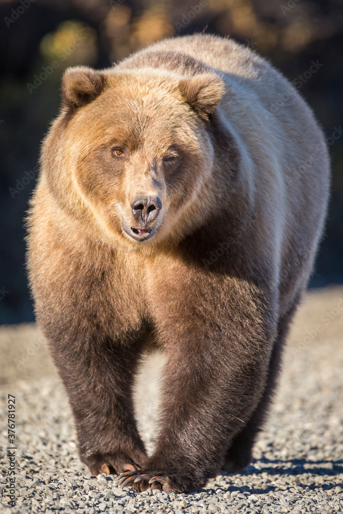 Brown bear walking on road in Denali National Park Brown bear walking on road in Denali National Park