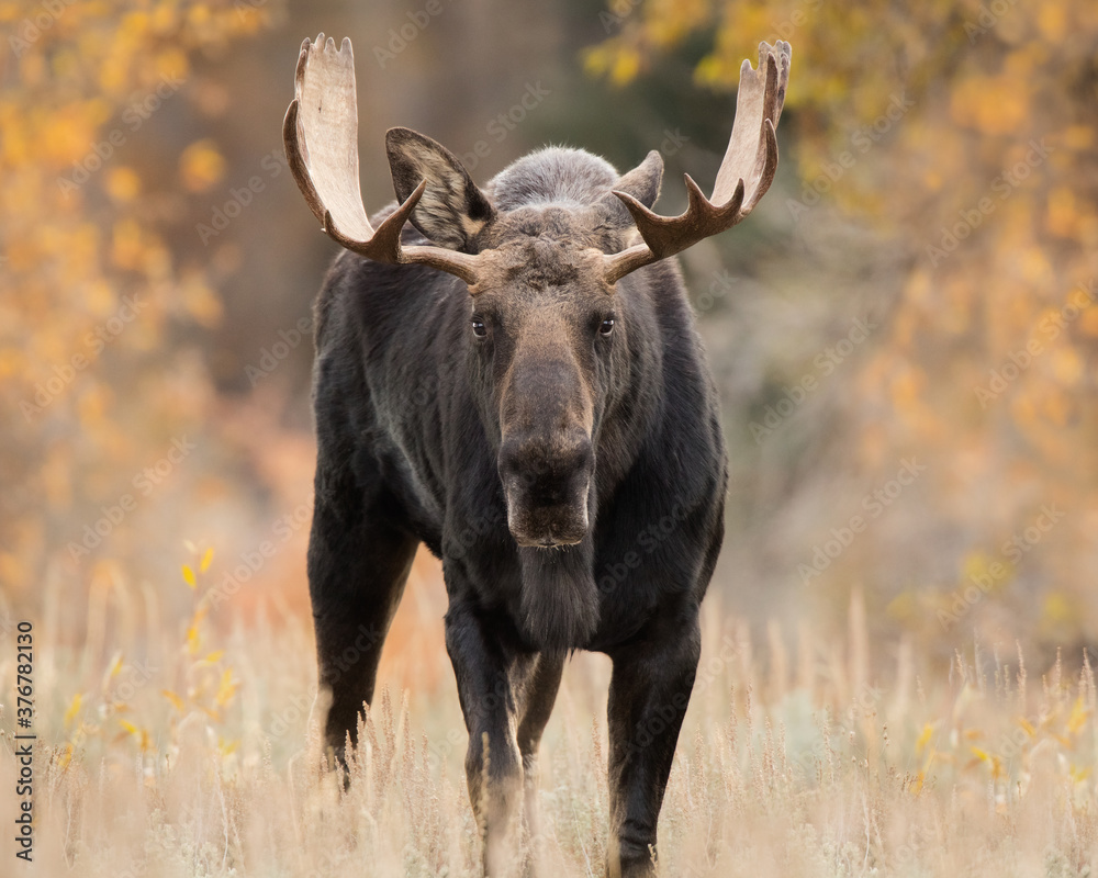 Portrait of moose standing on grassy landscape