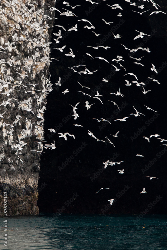 Flock of black legged kittiwake flying over sea in Kenai Fjords National Park
