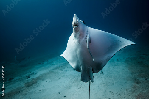 Spotted eagle ray and remora swimming in sea photo