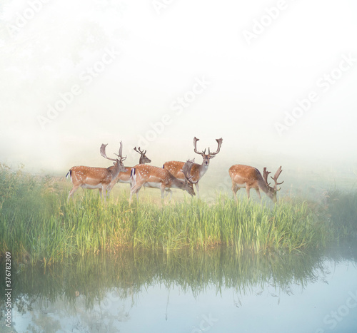 fallow deer grazing by river in foggy sunny morning