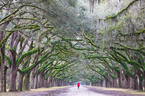 Rear view of man walking on tree lined road photo