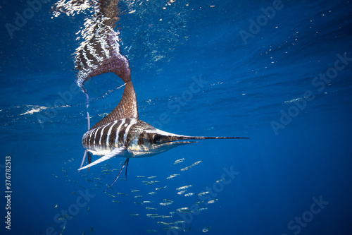 View of striped marlin hunting sardines in sea photo