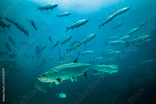 Tarpons swimming in sea photo