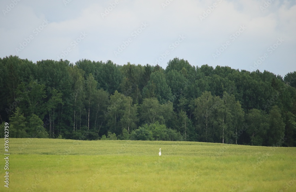 Green expanses of endless fields against the background of forest on summer day