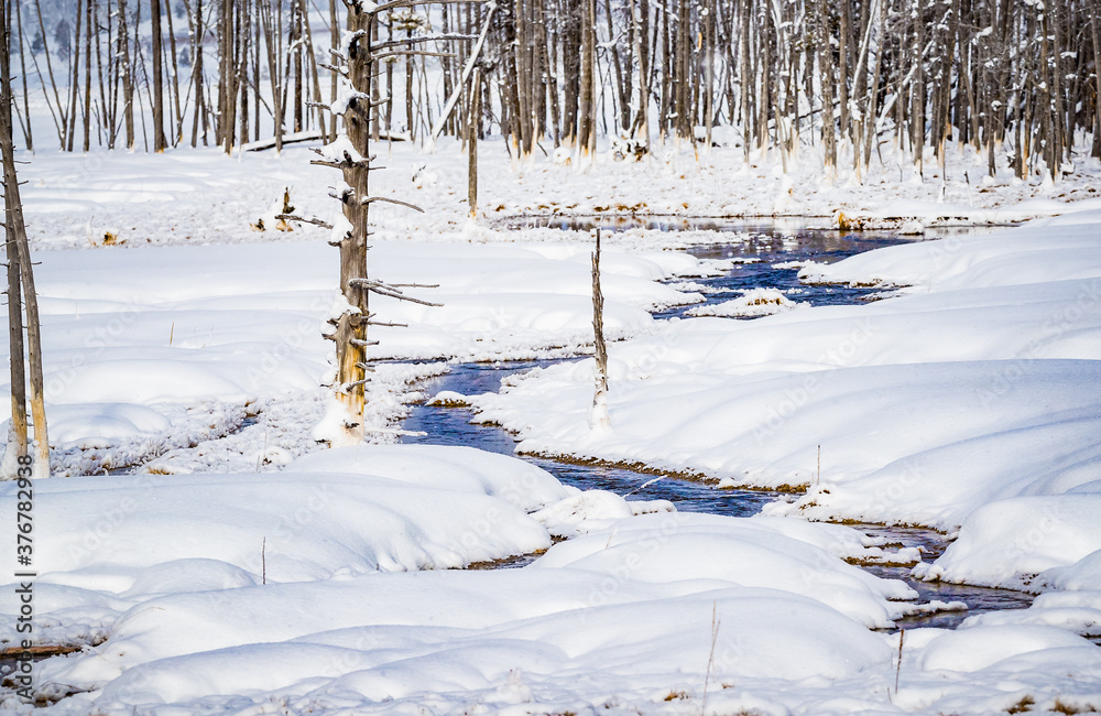 Fototapeta premium Winter stream meanders through the snow in Yellowstone