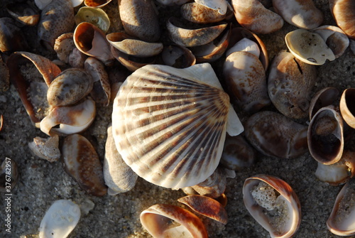 Overhead view of shells on cape cod beach