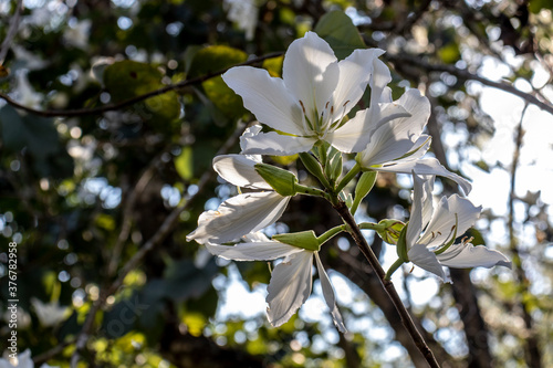 Brazilian orchid tree or pata-de-vaca, Bauhinia forficata, tree of the Fabaceae family greatly appreciated in landscaping photo