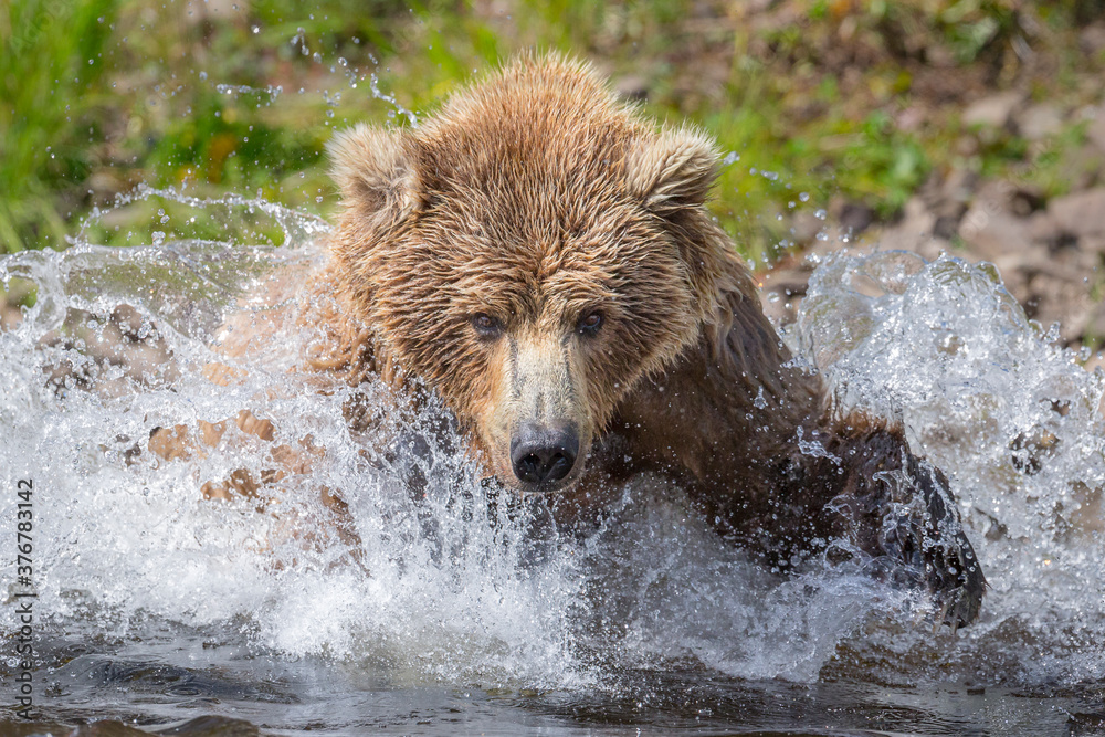 Alaska peninsula brown bear catching fish in water Alaska peninsula brown bear catching fish in water