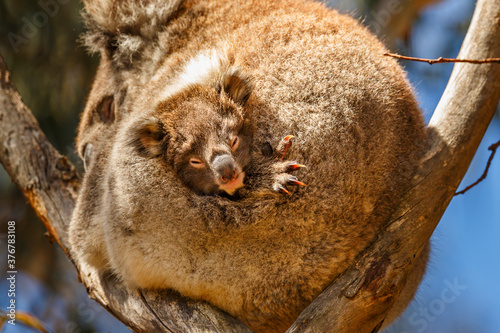 Close up of koala joey peeking out of its mother's pouch