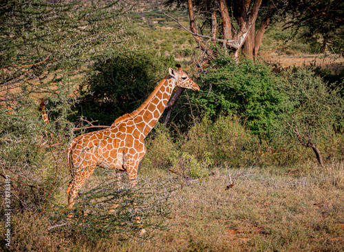 Young giraffe runs playfully through the African brush