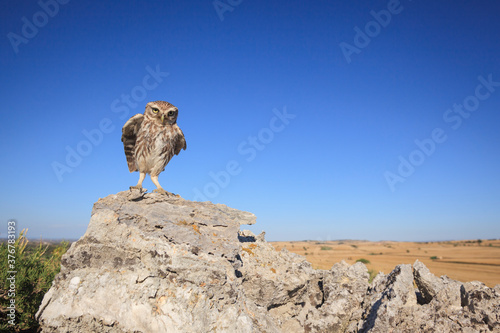 Little owl perching on stone photo