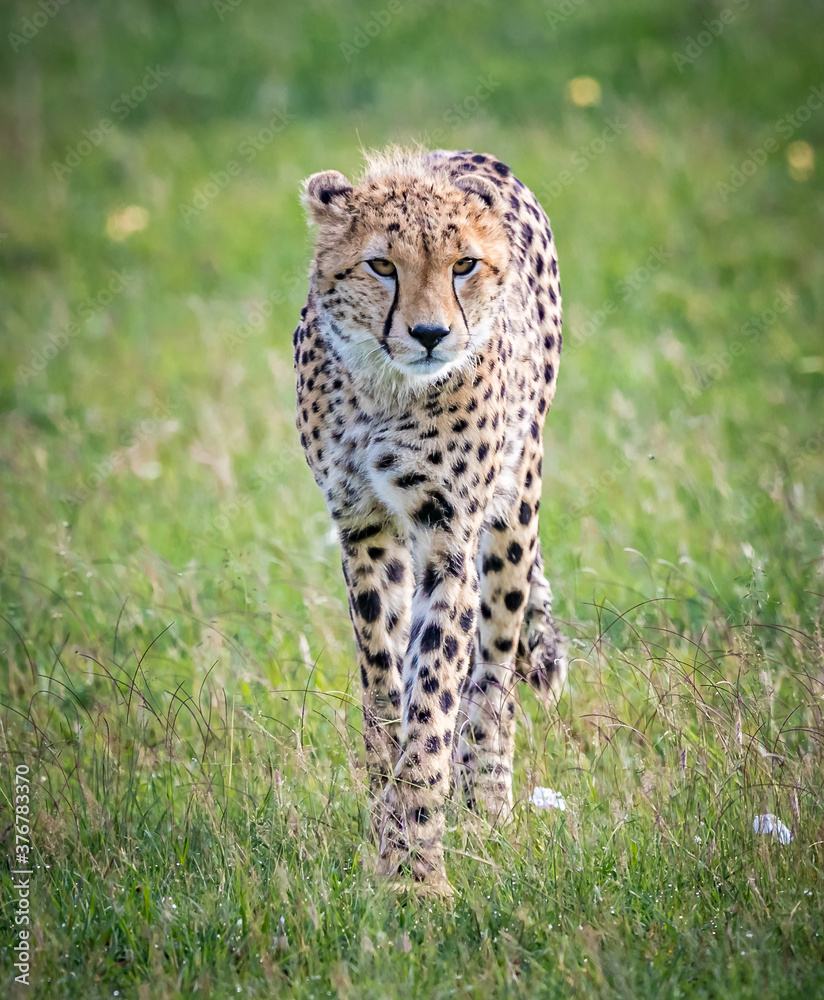 Young, beautiful, juvenile cheetah walks towards camera Young, beautiful, juvenile cheetah walks towards camera