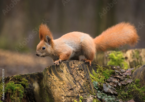 Red fluffy squirrel in a autumn forest. Curious red fur animal among dried leaves.
