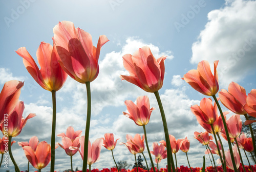 View of tulip flowers against sky photo