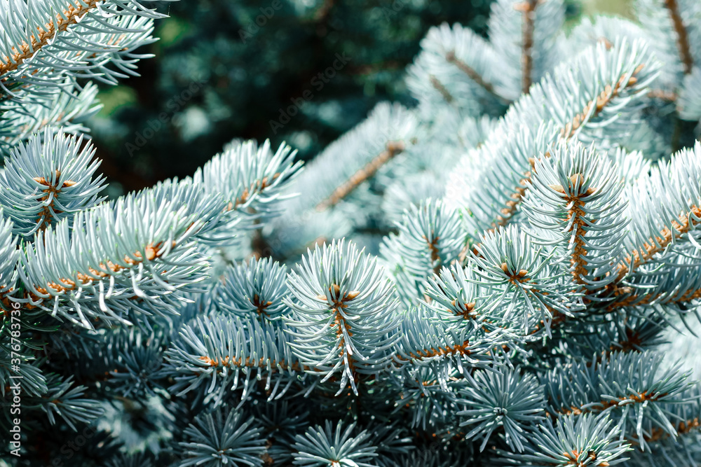 Blue spruce background. Coniferous tree. Nature, Christmas, New Year, seasonal concept. Selective focus.	