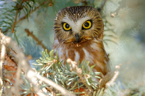 Close up of northern saw whet owl photo