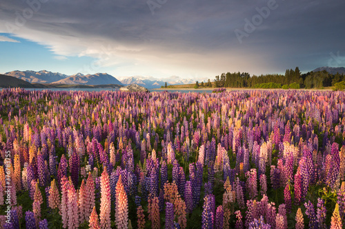 View of lupines flower field along Lake Tekapo